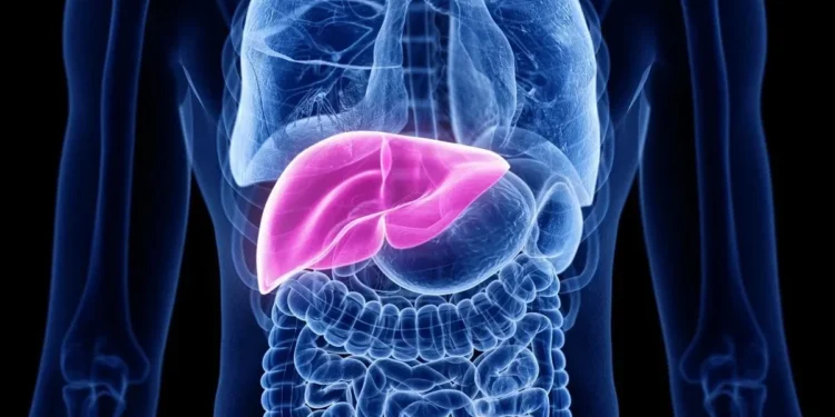 Gordura no fígado: confira alimentos benéficos para a saúde do órgão