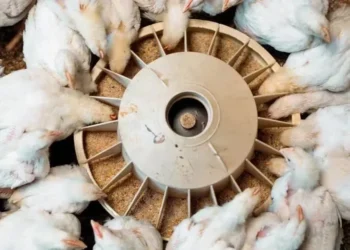 Farelo de soja é um dos principais insumos da avicultura — Foto: Canva/Creative Commons