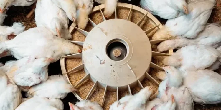 Avicultor paulista atinge poder de compra recorde para o farelo de soja
