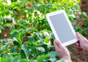 Propriedades que adotam modelos preditivos baseados em inteligência artificial alcançam ganhos de até 22% na produtividade — Foto: Getty Images/Canva