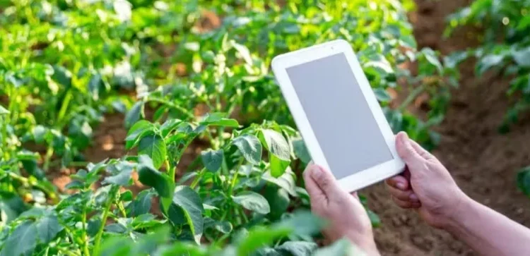 Propriedades que adotam modelos preditivos baseados em inteligência artificial alcançam ganhos de até 22% na produtividade — Foto: Getty Images/Canva