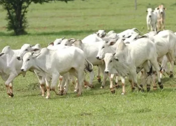 Bov.IS vai ligar os elos das cadeias de carne bovina e do couro, com foco nas boas práticas de produção — Foto: Gilson Abreu/AEN