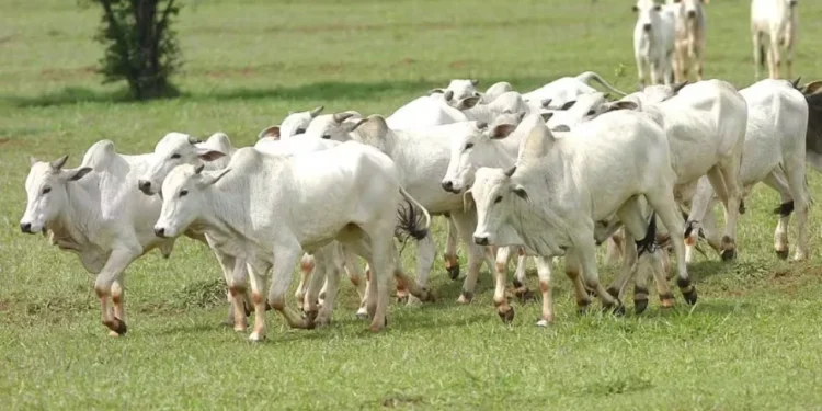 Bov.IS vai ligar os elos das cadeias de carne bovina e do couro, com foco nas boas práticas de produção — Foto: Gilson Abreu/AEN