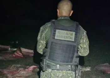 A Polícia Militar do Tocantins, por meio do Batalhão de Polícia Militar Ambiental (BPMA), apreendeu quase 350 kg de pescado ilegal, prendeu dois homens e apreendeu uma arma de fogo, na madrugada deste sábado, 1º de novembro, em Lagoa da Confusão. A ação marca o início da "Operação Piracema 2025/2026", parte da Operação Protetor dos Biomas, e ocorreu nas primeiras horas de vigência do período restritivo. Após levantamento e troca de informações de inteligência entre o BPMA e a 4ª Companhia Independente da PM (4ª CIPM), as equipes deslocaram-se para as proximidades da Reserva Indígena Krahô e Kanela. Por volta de 1h da manhã, os policiais identificaram um veículo (Fiat Uno branco) com caixas de isopor contendo numerosas mantas de Pirarucu. Durante a incursão na mata, a equipe abordou um homem em uma motocicleta que transportava mais pescado e portava um revólver calibre .38, municiado e com munições sobressalentes. Outro indivíduo também foi localizado e detido. No local, às margens do lago, os policiais encontraram uma grande quantidade de carcaças de peixes, indicando intensa atividade de pesca predatória. Sobre a Piracema 2025/2026 Conforme a Portaria nº 244/2025 do Instituto Natureza do Tocantins (Naturatins), o período de defeso da Piracema iniciou em 1º de novembro de 2025 e segue até 28 de fevereiro de 2026. Neste intervalo, fica proibida a pesca em todas as modalidades, incluindo campeonatos ou torneios, nos rios, lagos e qualquer curso hídrico do Tocantins. A portaria permite apenas duas exceções: Pesca amadora esportiva: Na modalidade "pesque e solte", desde que utilize anzol sem fisga e o pescador porte a carteira de pesca amadora. Pesca de subsistência: Praticada por ribeirinhos para consumo doméstico, utilizando exclusivamente caniço simples, linha de mão e anzol, sendo vedada a comercialização ou o transporte do pescado. O transporte, a comercialização e o beneficiamento de pescado são proibidos. Estabelecimentos comerciais tiveram até o dia 31 de outubro de 2025 para declarar seus estoques de peixe. Intensificação da fiscalização O Comandante-Geral da PMTO, Coronel Cláudio Thomaz Coelho de Souza, afirmou que a fiscalização será rigorosa. "Este resultado expressivo na primeira noite de operação mostra que a PMTO está vigilante. O Batalhão Ambiental atuará de forma intensa em toda a nossa extensa bacia hidrográfica para garantir o cumprimento da lei, proteger nossas espécies e assegurar a reprodução dos peixes. Não haverá tolerância com o crime ambiental", declarou o Comandante. Os dois homens detidos, o pescado apreendido (quase 350 kg) e a arma de fogo foram encaminhados à Delegacia Plantonista de Paraíso do Tocantins para os procedimentos legais.