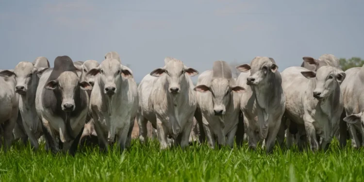 Acompanhamento de abates impulsiona padronização das carcaças e valoriza o rebanho tocantinense
