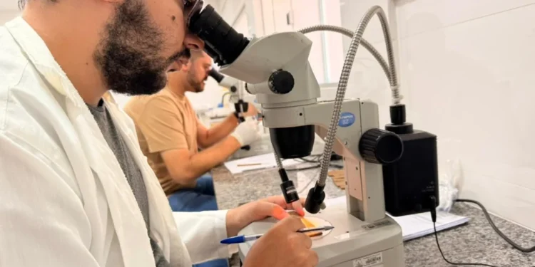 Armadilhas permitem avaliar e monitorar o nível de infestação do mosquito transmissor da dengue, zika e chikungunya e, assim, mapear criadouros e definir ações de combate – Foto Gabriela Letrari