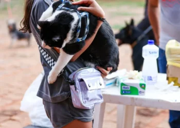 Devem ser imunizados animais em bom estado de saúde a partir de 3 meses de vida – Foto Regiane Rocha