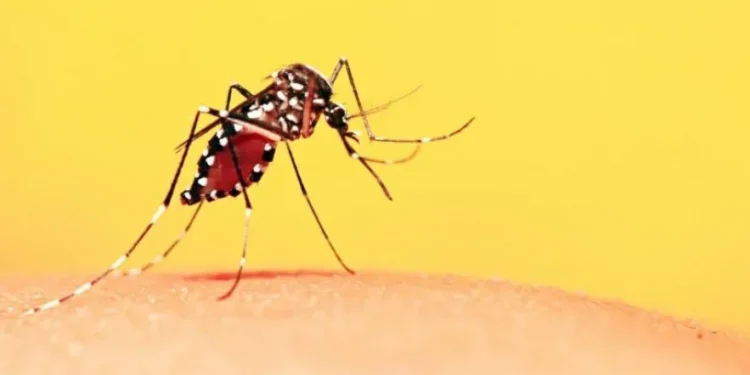 Governo do Tocantins convoca a população para participar do Dia D contra a dengue