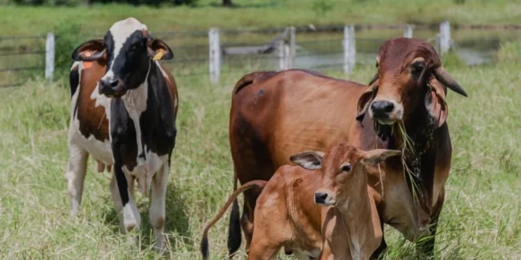 A expectativa é que aproximadamente 12 milhões de animais de produção sejam declarados. Foto - Keven Lopes / Governo do Tocantins