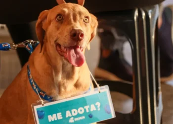 Animais resgatados pela Sebem estarão disponíveis para adoção no Pet Day – Foto: Lia Mara