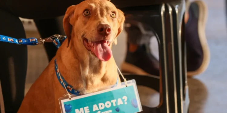 Animais resgatados pela Sebem estarão disponíveis para adoção no Pet Day – Foto: Lia Mara