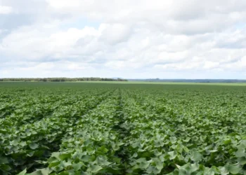 Na safra 2024/2025, houve um aumento de 58% na área plantada em relação à safra anterior, chegando a 14,5 mil hectares de algodão. Foto - Majuh Souza / Governo do Tocantins