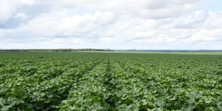 Na safra 2024/2025, houve um aumento de 58% na área plantada em relação à safra anterior, chegando a 14,5 mil hectares de algodão. Foto - Majuh Souza / Governo do Tocantins