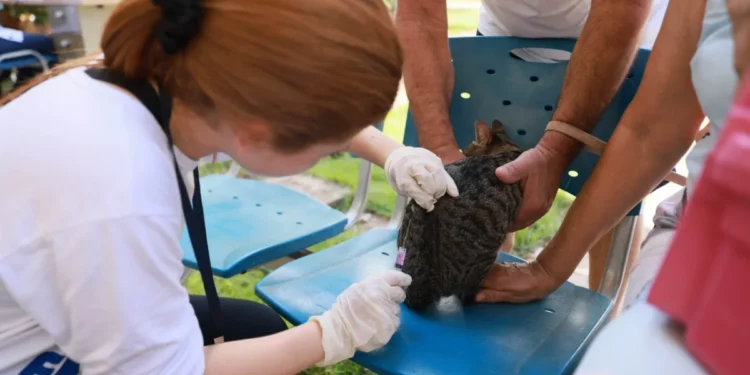 Serviços ofertados nas duas ações garantem prevenção a doenças graves que podem afetar os cães – Foto Júnior Suzuki