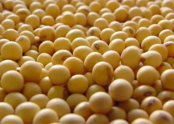 No campo das exportações, a projeção mensal se manteve em 111 milhões de toneladas — Foto: Arquivo/Embrapa Cerrados