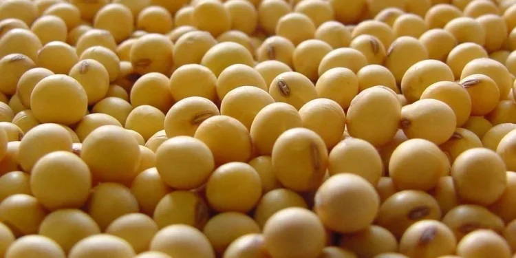 No campo das exportações, a projeção mensal se manteve em 111 milhões de toneladas — Foto: Arquivo/Embrapa Cerrados