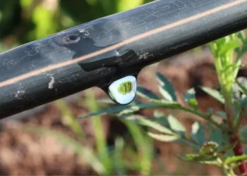 A expectativa é que o programa contribua para ampliar a produtividade da agricultura familiar — Foto: Divulgação