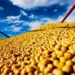 USDA confirmou a venda de 792 mil toneladas de soja americana da safra 2025/26 para a China — Foto: R.R. Rufino/Embrapa