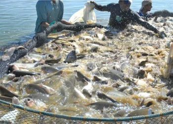 Foto ilustrativa sobre aquicultura - Crédito: Madson Maranhão