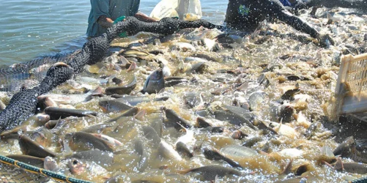 Foto ilustrativa sobre aquicultura - Crédito: Madson Maranhão