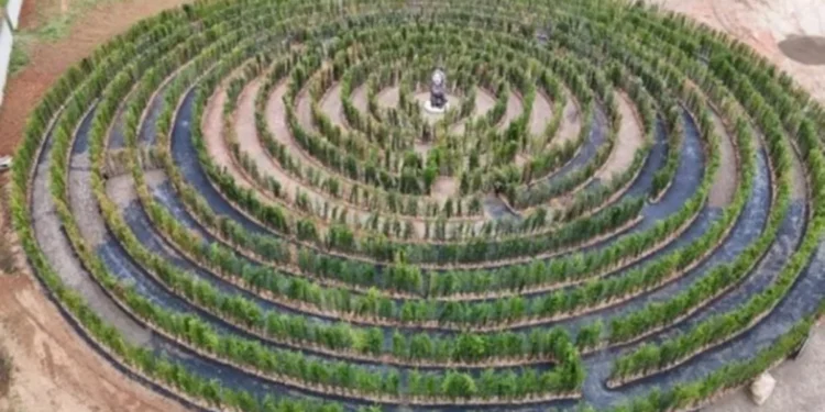 Pequena cidade catarinense abriga o maior labirinto do sul do Brasil