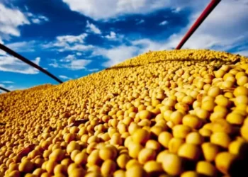 Na última edição da iniciativa, todos os dez melhores colocados apresentaram produtividades acima de 120 sacas por hectare — Foto: R.R. Rufino/Embrapa