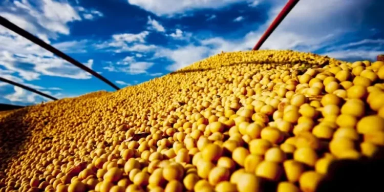 Soja: Desafio Nacional de Máxima Produtividade está com inscrições abertas