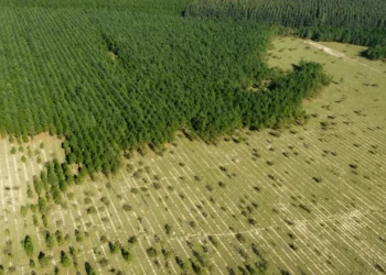 Jose Luis Raota/Getty Images