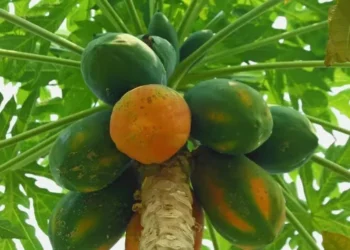 Aquecimento da demanda por mamão em início de mês deve resultar em novos aumentos de preços — Foto: Canva/ Creative Commoms