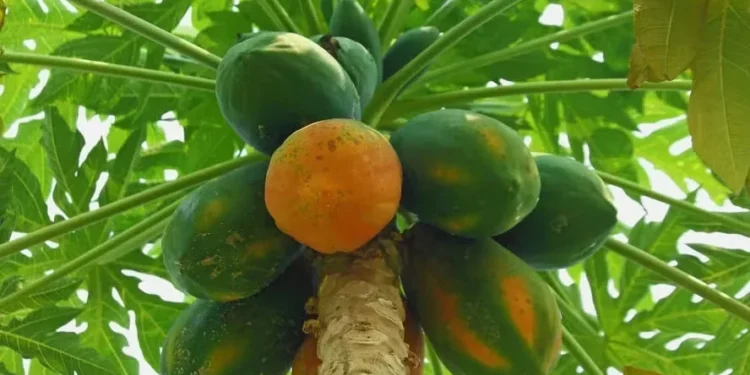 Preços do mamão sobem após semanas em queda