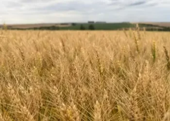 Chuvas dificultam colheita do trigo no RS: ‘Não tem como entrar na lavoura’, diz produtor