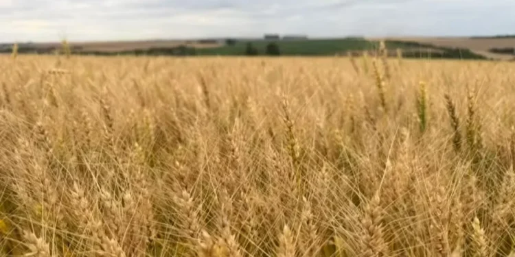 Chuvas dificultam colheita do trigo no RS: ‘Não tem como entrar na lavoura’, diz produtor