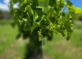 Nova safra de uvas deve ser abundante e com boa qualidade no RS