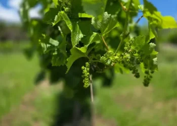 Nova safra de uvas deve ser abundante e com boa qualidade no RS