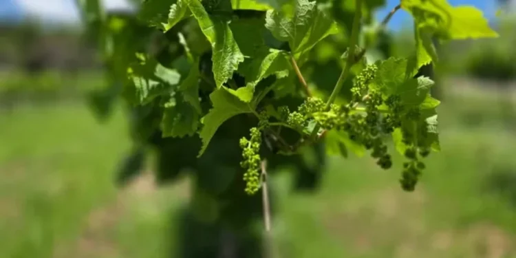 Nova safra de uvas deve ser abundante e com boa qualidade no RS