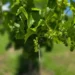 Nova safra de uvas deve ser abundante e com boa qualidade no RS
