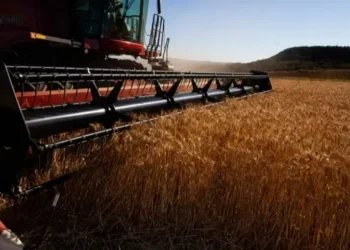 Queda nos preços do trigo preocupa setor e deve reduzir área plantada em 2026