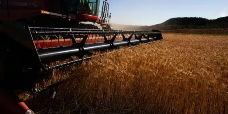 Queda nos preços do trigo preocupa setor e deve reduzir área plantada em 2026