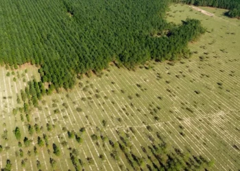 Como o desmatamento está relacionado a 28 mil mortes por ano no mundo