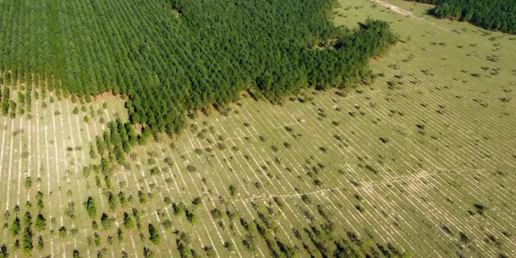 Como o desmatamento está relacionado a 28 mil mortes por ano no mundo