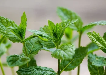 Esse chá ajuda a melhorar a digestão e reduzir gases e cólicas