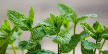 Esse chá ajuda a melhorar a digestão e reduzir gases e cólicas