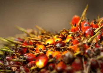 Produção usará resíduos do processo de extração e refino do óleo de palma — Foto: Wenderson Araújo/CNA