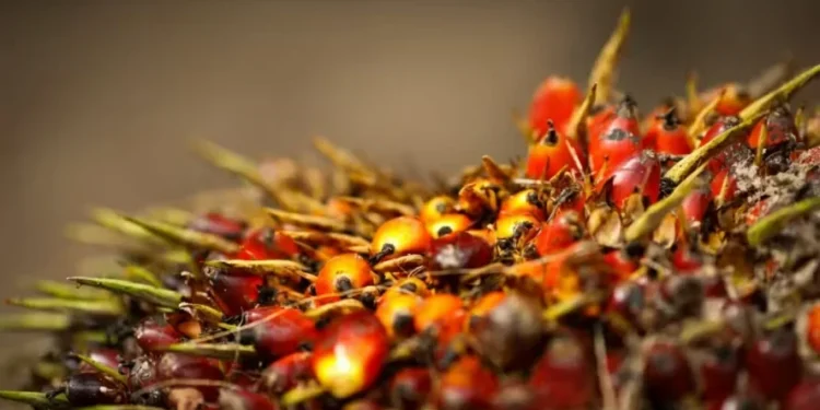 Agropalma anuncia retomada da produção de biodiesel no Pará