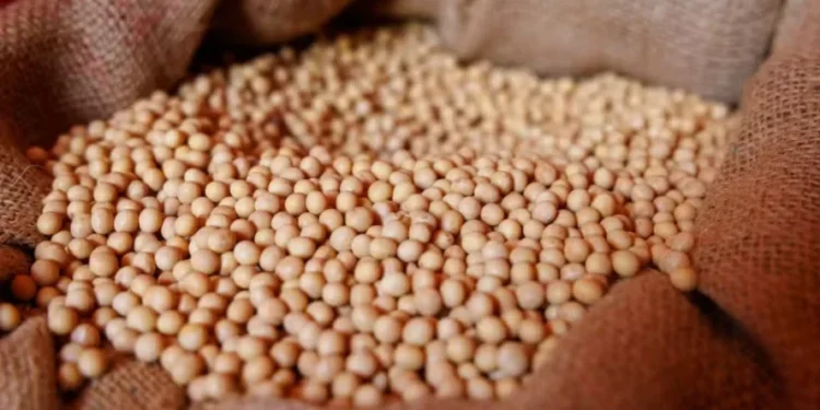 Cotações no Brasil seguem movimento de baixa do exterior — Foto: Fredy Vieira/Globo Rural