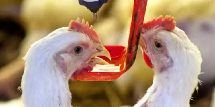 China mantém bloqueio a indústrias gaúchas por Doença de Newcastle