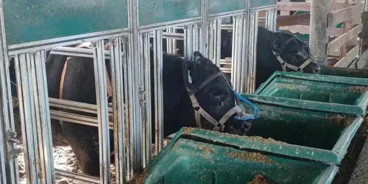 Pesquisa da Embrapa avalia o uso do farelo de uva como suplemento na pastagem de inverno — Foto: Cotrisul/Divulgação