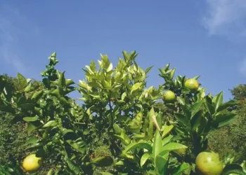 Serão investidos R$ 90 milhões para o desenvolvimento de pesquisas com foco no controle do greening nos citros — Foto: Divulgação/Embrapa