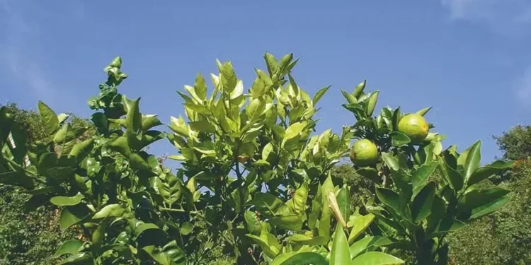 Serão investidos R$ 90 milhões para o desenvolvimento de pesquisas com foco no controle do greening nos citros — Foto: Divulgação/Embrapa