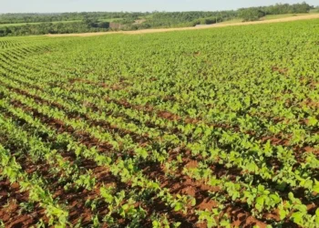 Lavoura de soja em Santa Rosa (RS): produtor José Steffen diz que está sempre de olho no monitoramento da área e do entorno — Foto: Arquivo pessoal